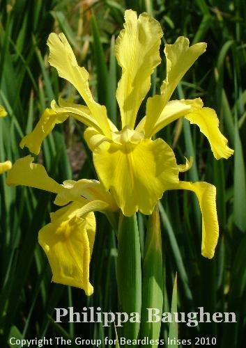 Philippa Baughen (5)